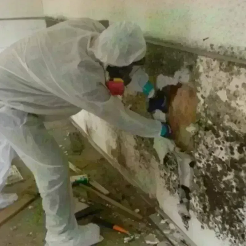 Mold Remediation and Removal in Eldorado, TX